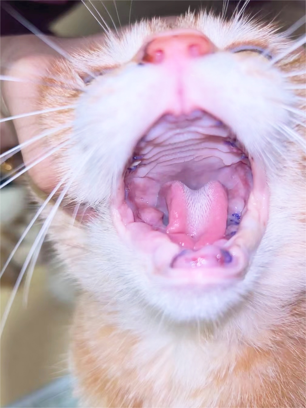 VetMedix Case Sharing丨Højeffektlaser fremmer postoperativ heling af fuldmundekstraktion på grund af stomatitis