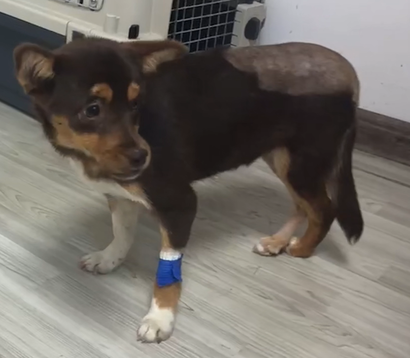 VetMedix Case Deling 丨 High-power laserbehandling af acetabulære fossa & lårbensfrakturer