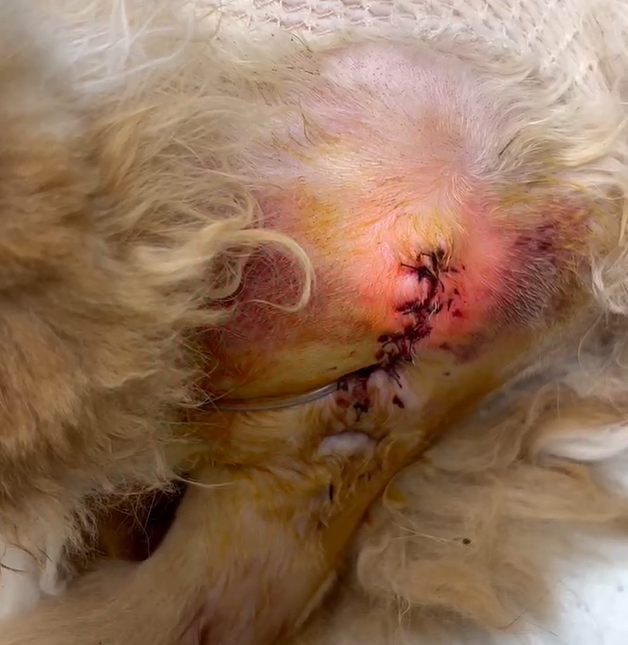 VetMedix Case-deling 丨 Laserheler med høj effekt heler