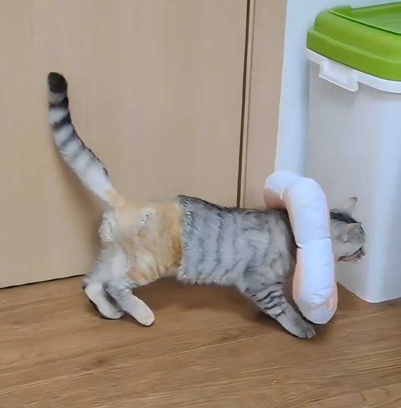 VetMedix Case Deling 丨 Høj effektlaserbehandling af femoral tibialfrakturer