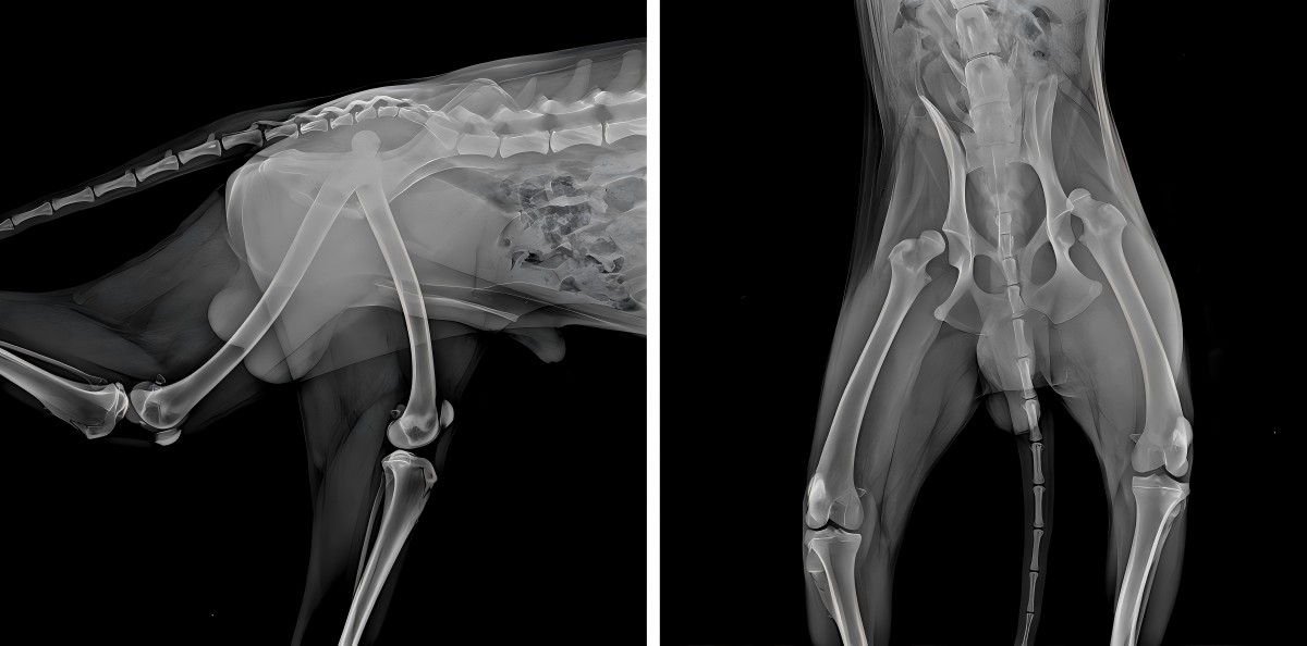 VetMedix Case Deling 丨 Laser med høj effekt forbedrer postoperativ rehabilitering af bilateral lårbenslokation