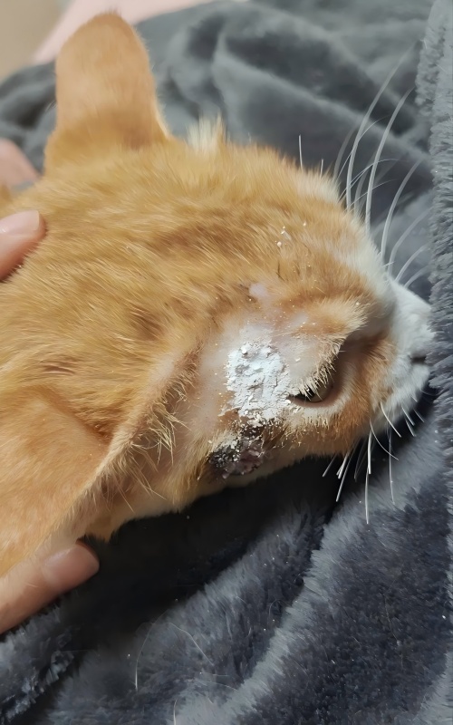 Vetmedix Case Sharing丨Anvendelsessag om højenergilaserterapi til behandling af hudsår