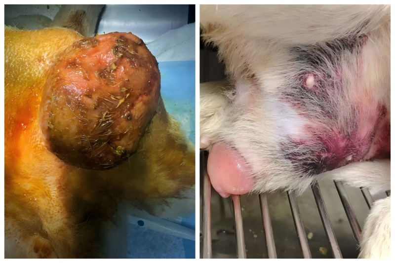 Vetmedix Case Sharing丨Anvendelse af højenergilaserterapi til behandling af prostataforstørrelse