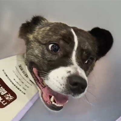 Vetmedix Case Report 丨 Brugen af ​​veterinær laserterapi til behandling af akut neuritis hos en hundepatient