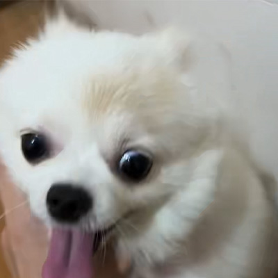 Vetmedix Case Sharing丨Anvendelsesetui af højenergilaser til behandling af hunde-ringorm