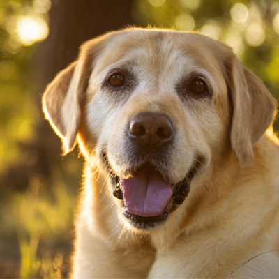 VetMedix Case Sharing丨Anvendelsestilfælde af højenergilaserterapi til behandling af postoperative ikke-helende perianale tumorer